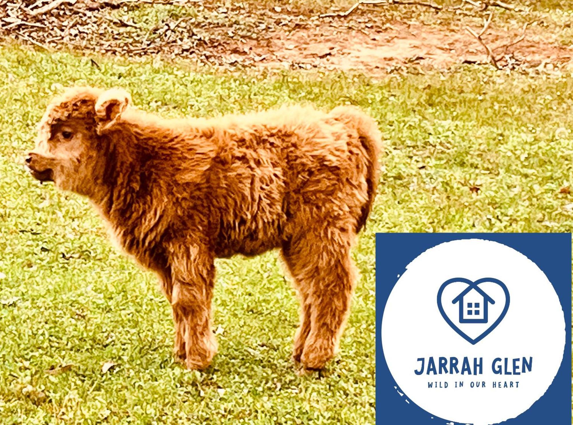 Jarrah Glen Cabins Nannup Buitenkant foto